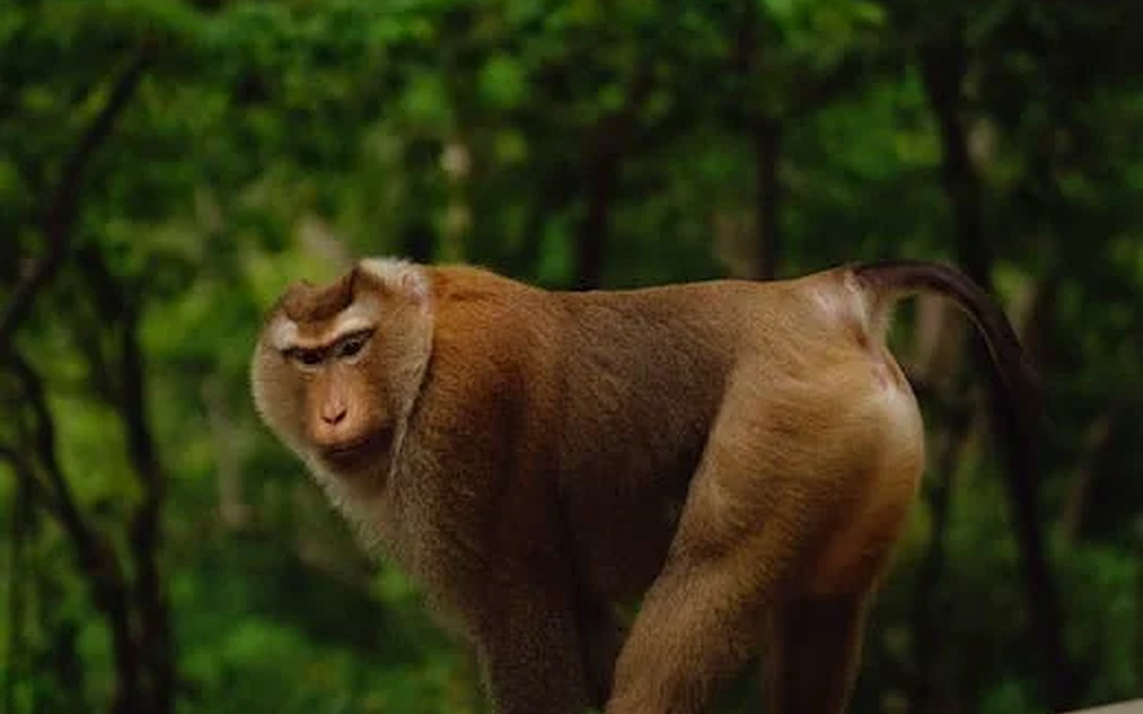Phuket location preview